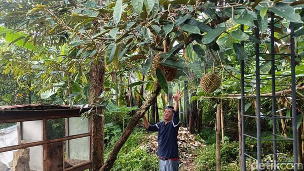 Menikmati Wisata Durian Lereng Gunung Bromo