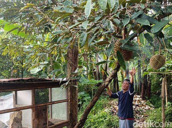 Menikmati Wisata Durian Lereng Gunung Bromo