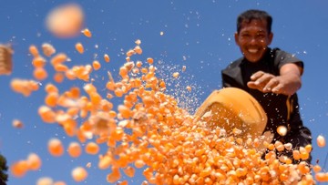 Berita dari Detik Finance: Irigasi Rusak, Jagung Jadi Andalan Petani Palembayan