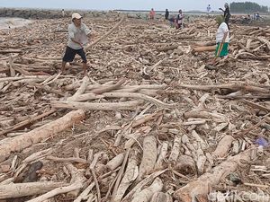 Guci Diterjang Banjir Bandang, Pantai Larangan Dipenuhi Kayu Gelondongan