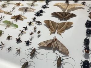 Museum Serangga di Bengkulu, Ada Spesies Serangga Baru Endemik