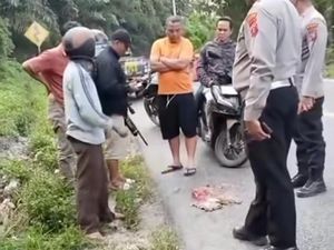Viral Anak Harimau Disebut Mati Terlindas di Simalungun, Ini Kata BKSDA