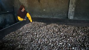 Pinang Palembayan Laku Keras, Petani Bersyukur Pascabanjir