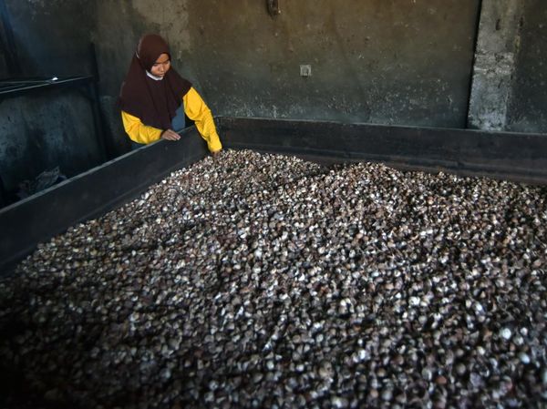Pinang Palembayan Laku Keras, Petani Bersyukur Pascabanjir
