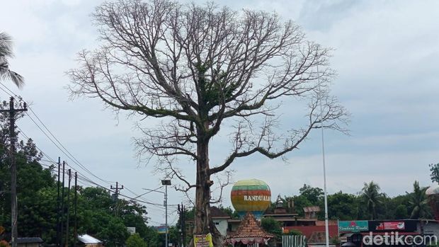 Pohon randu alas yang menjadi ikon Desa Tuksongo, Kecamatan Borobudur, Kabupaten Magelang, Minggu (25/1/2026). Pohon randu alas yang menjadi ikon Desa Tuksongo, Kecamatan Borobudur, Kabupaten Magelang, Minggu (25/1/2026).