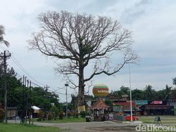 Rekomendasi UGM Soal Randu Raksasa di Tuksongo Borobudur, Ini Hasilnya
