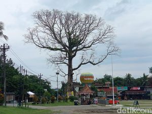 Randu Alas Raksasa Tuksongo Borobudur Ditebang Hari Ini
