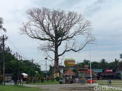 Rekomendasi UGM Soal Randu Raksasa di Tuksongo Borobudur, Ini Hasilnya