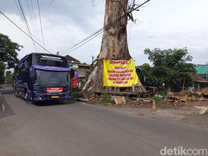 Pohon Randu Alas Raksasa 250 Tahun di Borobudur Bakal Ditebang Besok