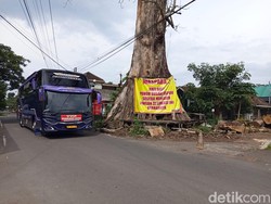 Akhir Riwayat Randu Alas Raksasa 250 Tahun di Tuksongo Borobudur