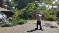 Gerak Cepat Evakuasi Pohon Tumbang yang Tutup Sejumlah Jalan di Blitar