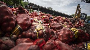 120 Ton Bawang Bombai Ilegal Dimusnahkan di Semarang