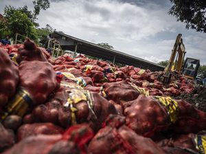 120 Ton Bawang Bombai Ilegal Dimusnahkan di Semarang