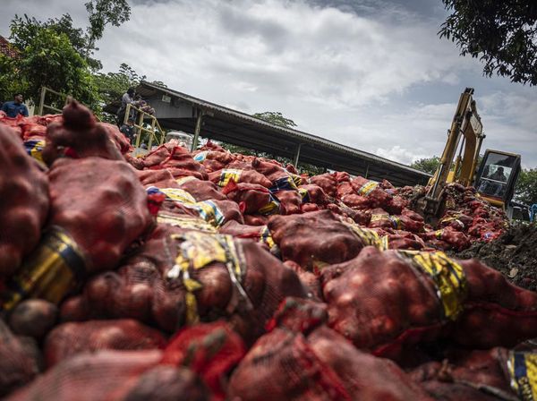 120 Ton Bawang Bombai Ilegal Dimusnahkan di Semarang