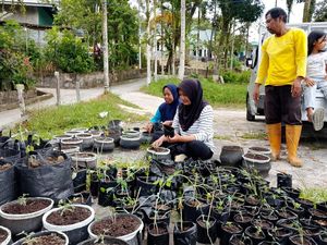 Misi Karang Taruna Pamusian Sulap Pekarangan Jadi Cuan dari Urban Farming