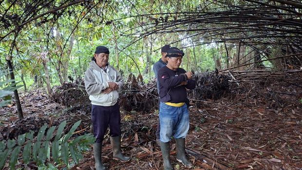 Bambu Tahura Depok Hutan bambu Tahura Depok