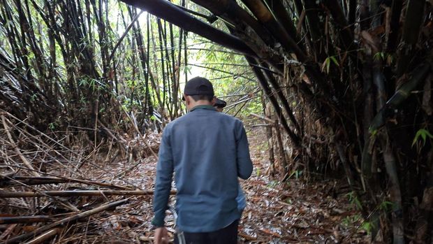 Bambu Tahura Depok Hutan bambu Tahura Depok