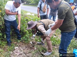 Macan Akar Mati Terlindas Kendaraan, Sempat Viral karena Dikira Harimau