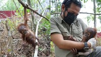 Kabar Terkini Bayi Orang Utan yang Terluka dan Stres di Kebun Sawit Kutim