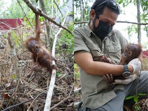 Bayi Orang Utan Ditemukan Stres di Kebun Sawit Kutim