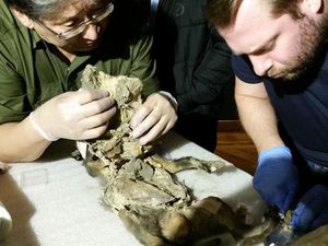 Jejak Badak Berbulu dari Zaman Es Terakhir, Ada di Dalam Perut Anak Serigala