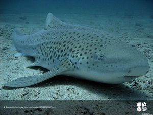 Wujud Hiu Langka yang Dilepas di Laut Thailand, Juga Ada di Maratua