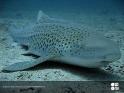 Wujud Hiu Langka yang Dilepas di Laut Thailand, Juga Ada di Maratua