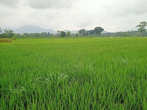 Bulog Ponorogo Genjot Serapan Gabah-Jagung Sejak Awal 2026
