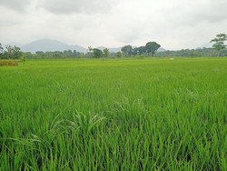 Bulog Ponorogo Genjot Serapan Gabah-Jagung Sejak Awal 2026