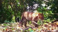 Macan Tutul Sanggabuana Terekam Kamera Jalan Pincang, Kenali Ciri Fisiknya