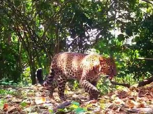 Macan Tutul Sanggabuana Terekam Kamera Jalan Pincang, Kenali Ciri Fisiknya