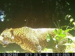 BBKSDA Jabar Kantongi Identitas Pemburu Macan Tutul Karawang