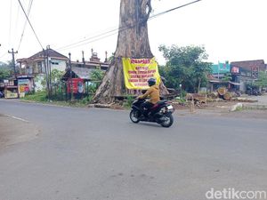 Randu Alas Raksasa di Tuksongo Borobudur Akhirnya Bakal Ditebang, Tapi...