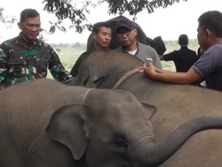 Pagar Way Kambas Dibangun, TNI Turun Tangan Redam Konflik Warga-Gajah