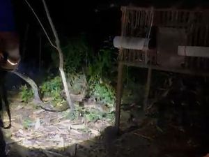 Sanca 2,7 Meter Ditangkap Usai Tepergok Mangsa Ayam di Wonosari Gunungkidul