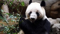 Setelah Panda Pulang ke China, Apa yang Tersisa dari Shirahama?