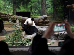 Jepang Resmi Tak Lagi Punya Panda Setelah 50 Tahun, Ini Alasannya