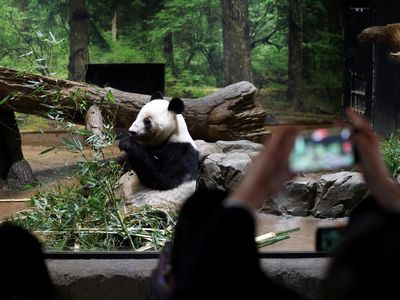Momen Warga Jepang Berpamitan dengan Panda Raksasa Terakhir