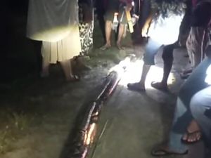 Ngeri Wanita Nyaris Tewas Dililit Ular Segede Ember Cat di Sulsel