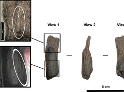 Ilmuwan Temukan Alat Kayu Tertua di Dunia Berusia 430.000 Tahun