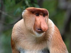 Uniknya Fungsi Hidung Mancung Bekantan, untuk Komunikasi hingga Daya Tarik