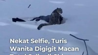 Video Turis Digigit Macan Tutul Salju di China gegara Nekat Selfie