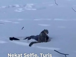 Video Turis Digigit Macan Tutul Salju di China gegara Nekat Selfie