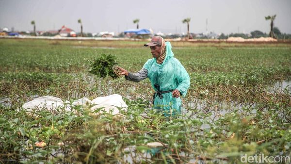 Panen Rezeki Saat Banjir, Kangkung Rawa Bermunculan di Bekasi