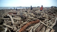 Pantai Utara Tegal Dipenuhi Kayu Gelondongan Usai Banjir Bandang
