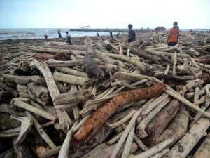 Pantai Utara Tegal Dipenuhi Kayu Gelondongan Usai Banjir Bandang