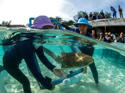Hiu Macan Tutul Dilepas ke Alam, Upaya Thailand Jaga Ekosistem Laut