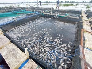 Fenomena Ikan Mati Massal di Sungai Barito Pernah Terjadi 2016 dan 2019