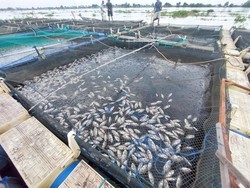 Fenomena Ikan Mati Massal di Sungai Barito Pernah Terjadi 2016 dan 2019