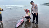 Kasihan, Paus Sperma Langka Terdampar di Pantai Jembrana